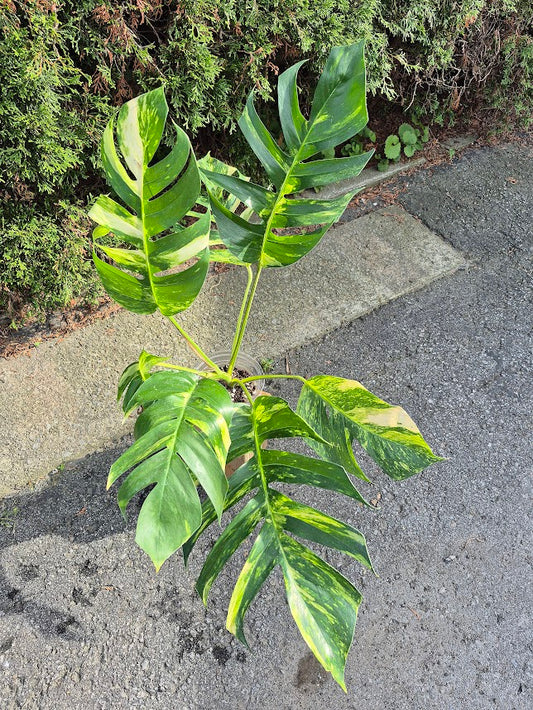 Epipremnum 'Yellow Flame' #EPIY0706