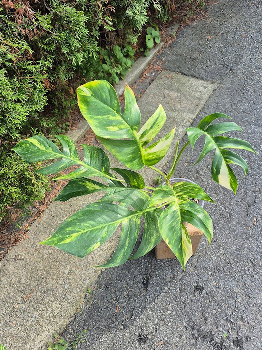 Epipremnum 'Yellow Flame' #EPIY0707