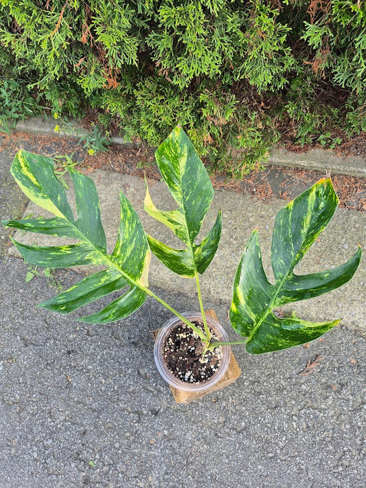 Epipremnum 'Yellow Flame' #EPIY0708