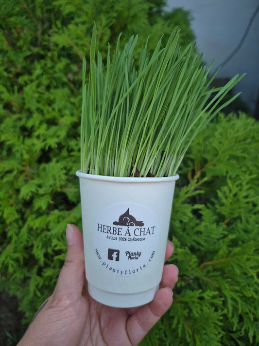 Herbe à chat