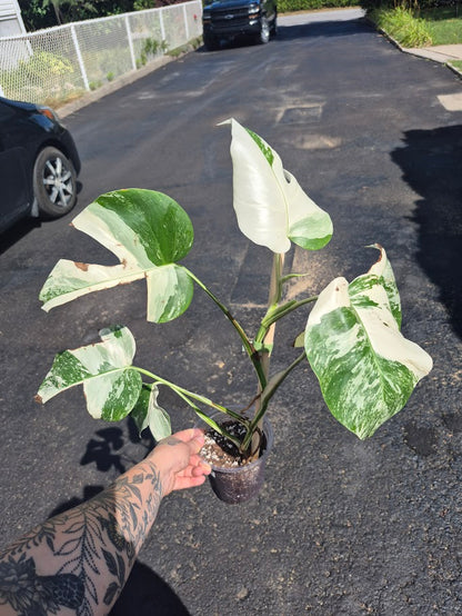 Monstera Albo #MAL0801