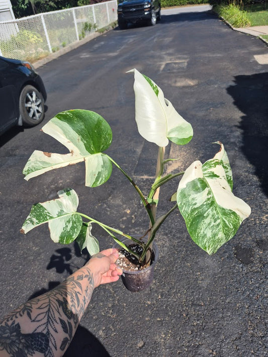 Monstera Albo #MAL0801
