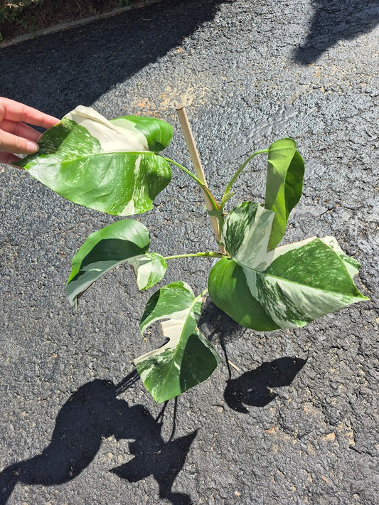 Monstera Albo #MAL0802