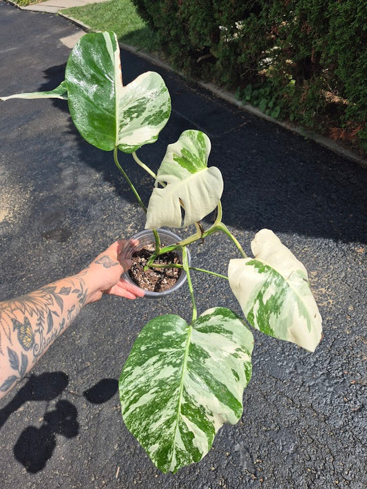Monstera Albo #MAL0803