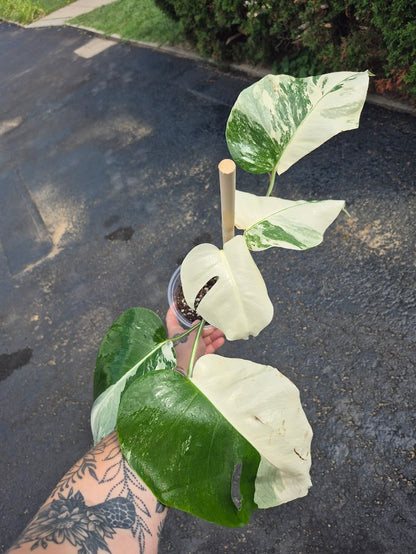 Monstera Albo #MAL0804