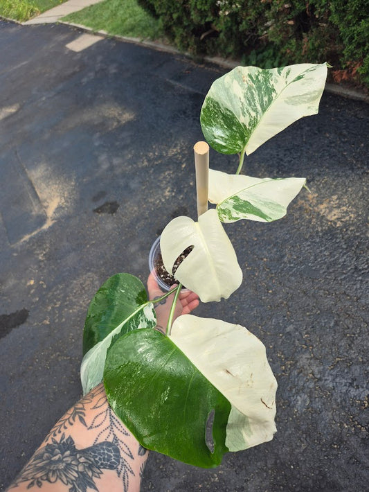 Monstera Albo #MAL0804