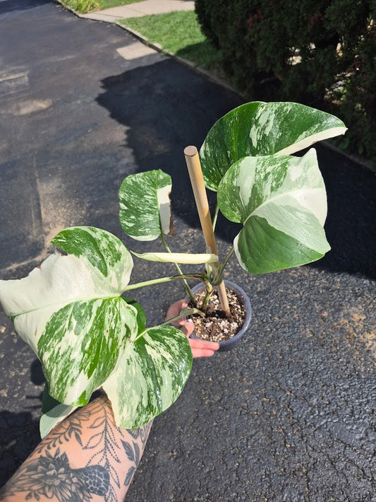 Monstera Albo #MAL0805