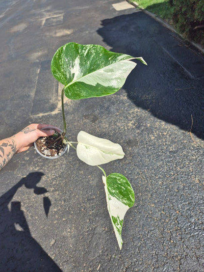 Monstera Albo #MAL0806