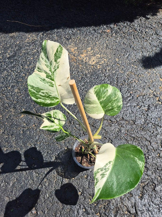 Monstera Albo #MAL0807