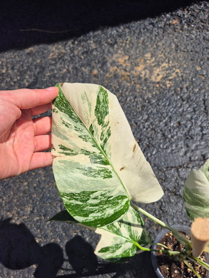 Monstera Albo #MAL0807