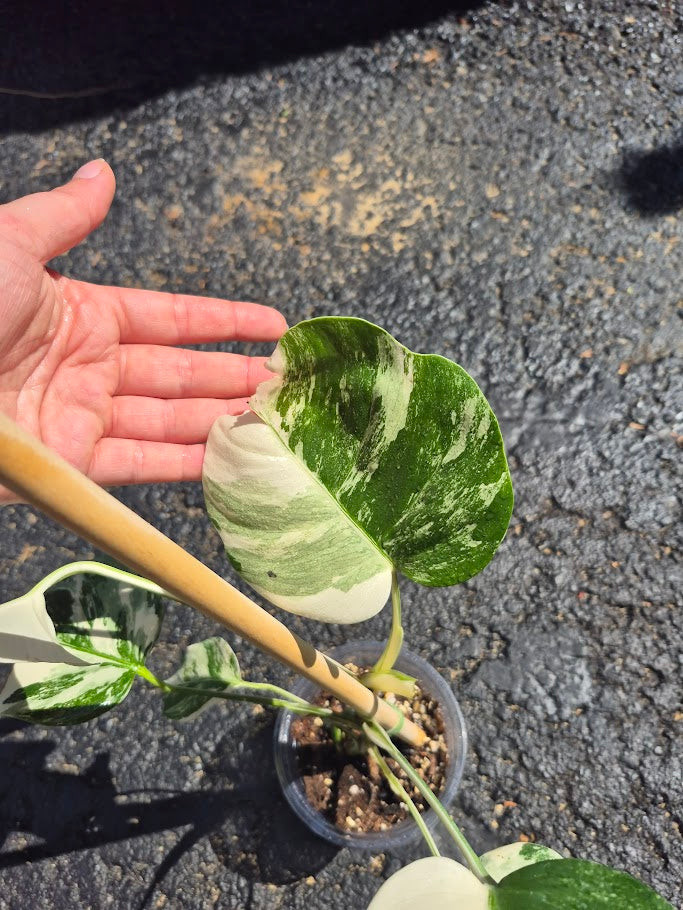 Monstera Albo #MAL0807