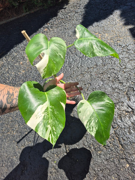 Monstera Albo #MAL0808