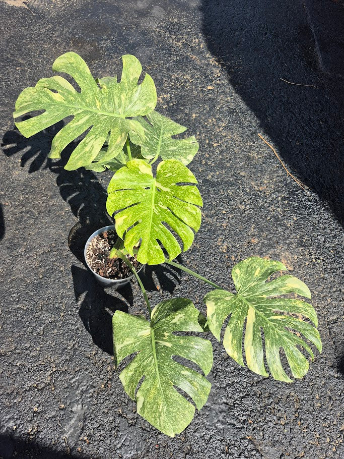 Monstera Legacy #MLEG0801