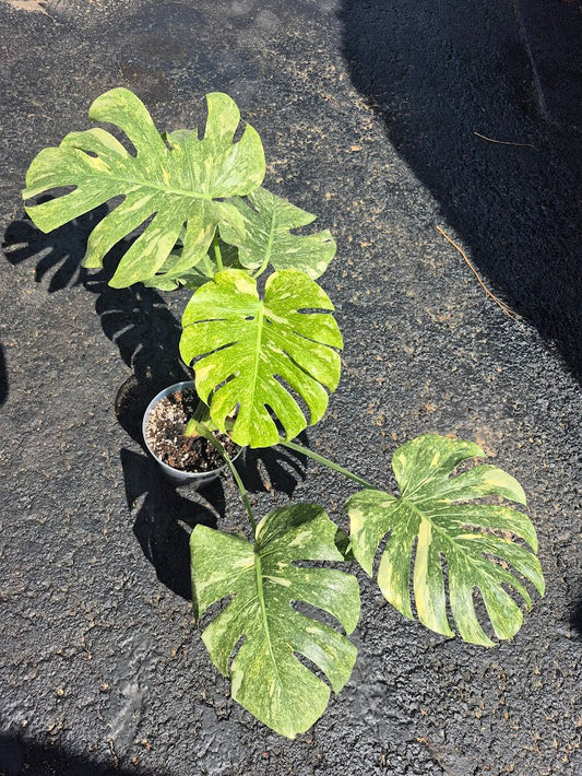 Monstera Legacy #MLEG0801