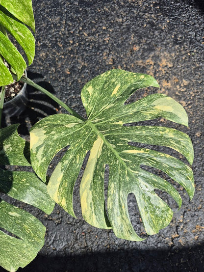 Monstera Legacy #MLEG0801