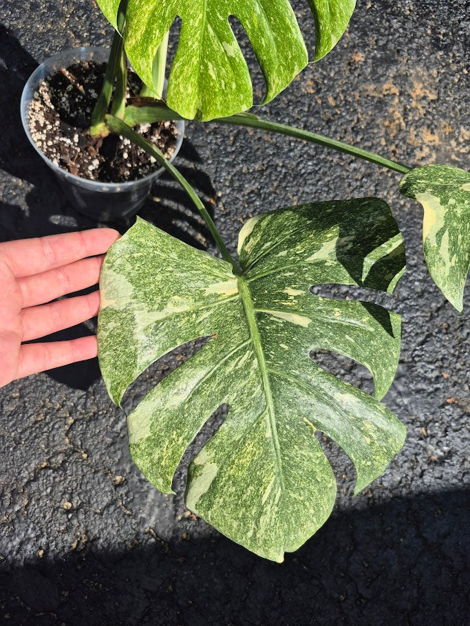 Monstera Legacy #MLEG0801
