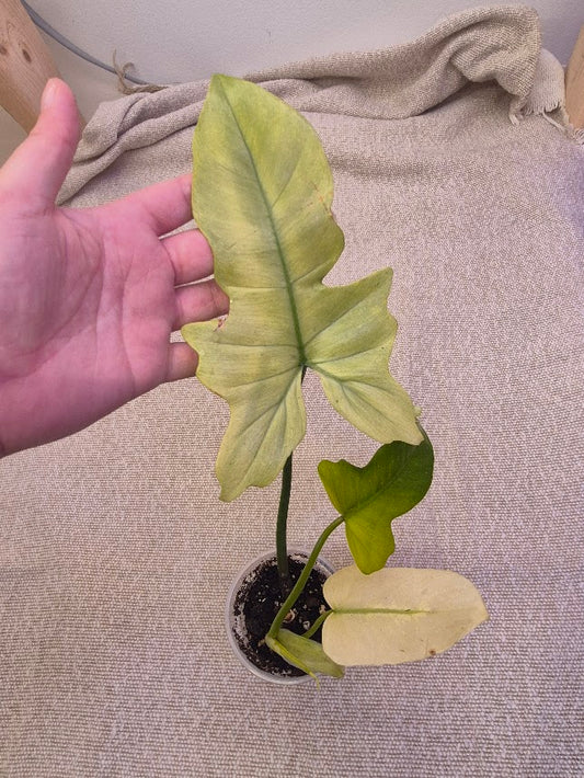 Philodendron 'Golden Dragon Mint' #GDR02