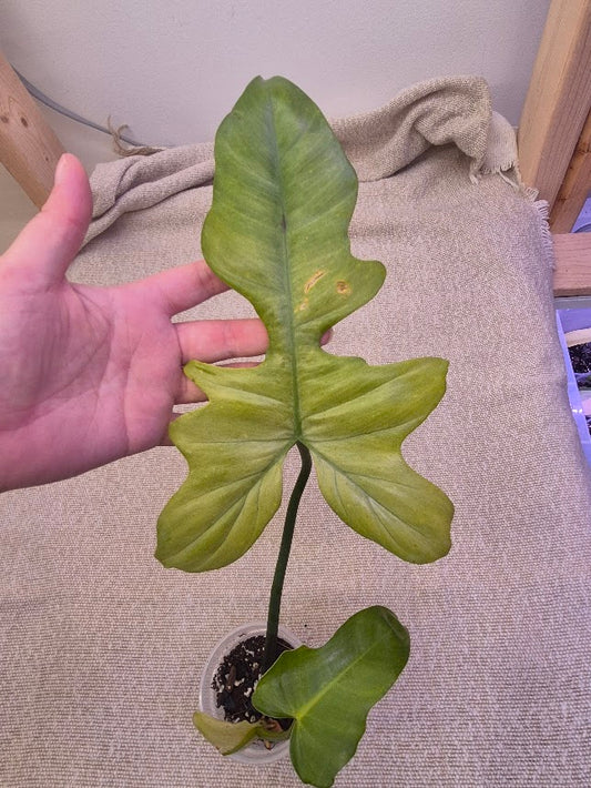 Philodendron 'Golden Dragon Mint' #GDR01