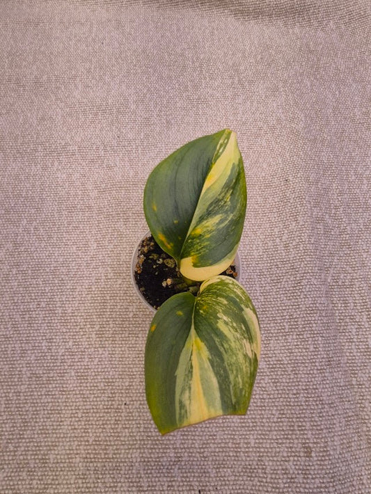 Scindapsus 'Treubii Moonlight' Var. #STMV0701