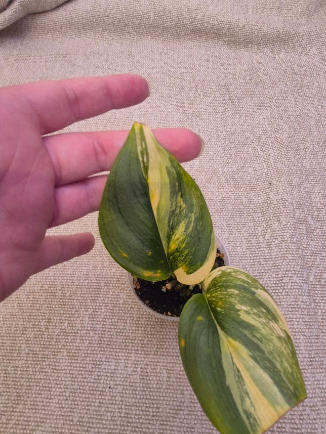 Scindapsus 'Treubii Moonlight' Var. #STMV0701