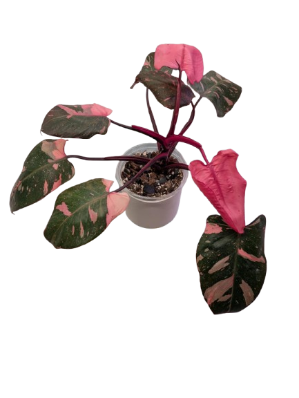 Philodendron 'Pink Princess Marble King' #01