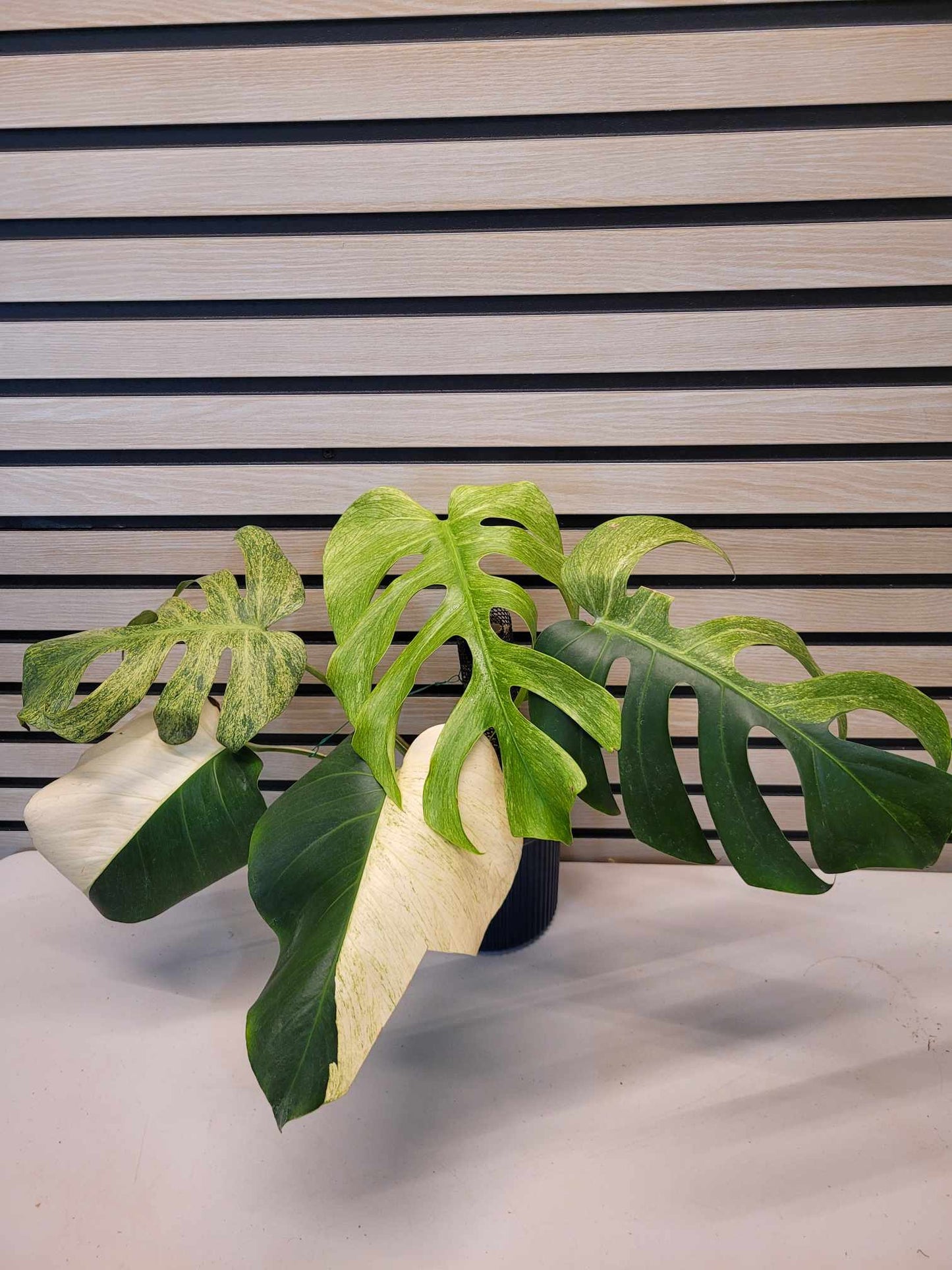 Monstera Mint #01