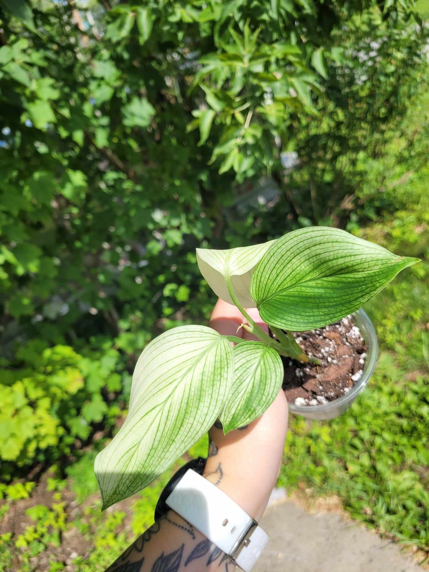 Scindapsus 'White Monster' #01