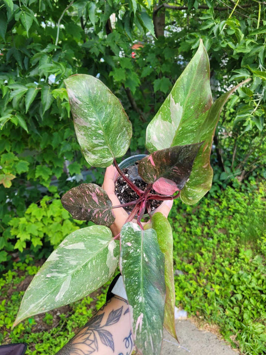 Philodendron 'Pink Princess Galaxy' #04