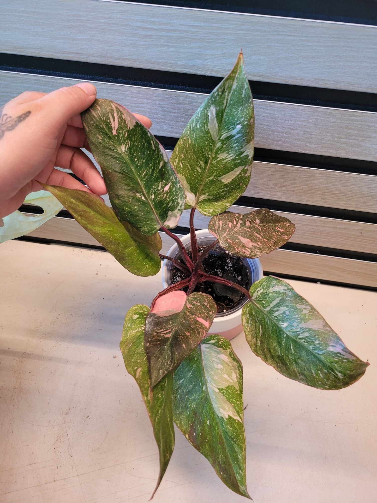 Philodendron 'Pink Princess Galaxy' #04