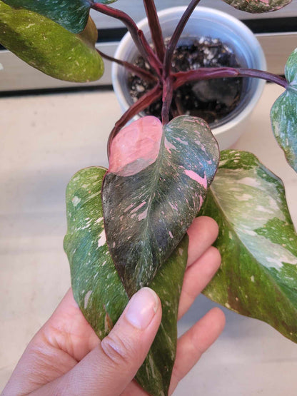 Philodendron 'Pink Princess Galaxy' #04