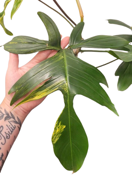 Philodendron Florida Beauty Var. #06