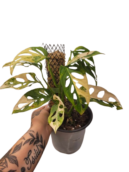 Monstera Adansonii Aurea #8