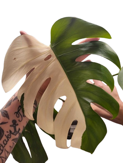 Monstera Albo #21