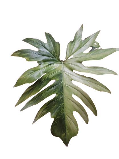 Philodendron 'Radiatum' Variegata #02