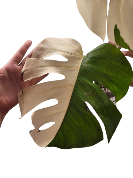 Monstera Albo #21