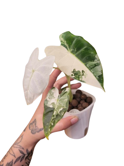 Alocasia Frydek #03