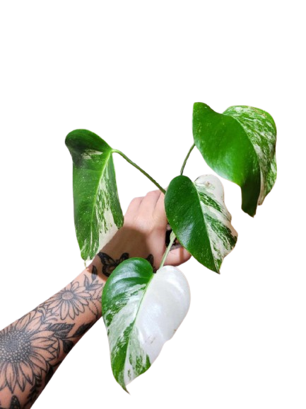 Monstera Albo #16