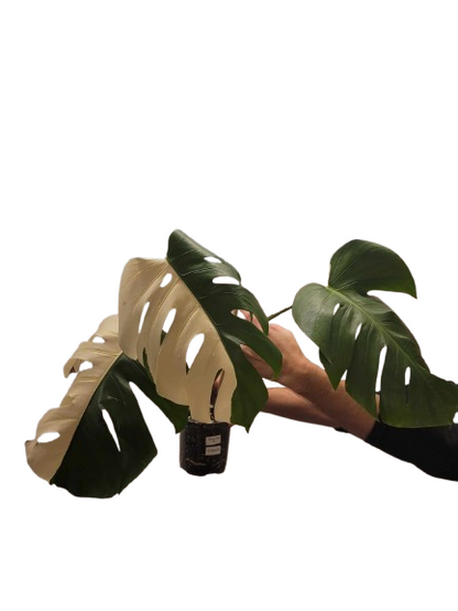 Monstera Albo #21