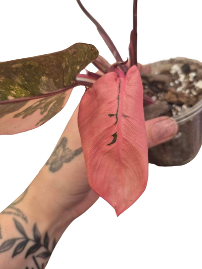 Philodendron 'Pink Princess Galaxy' #13