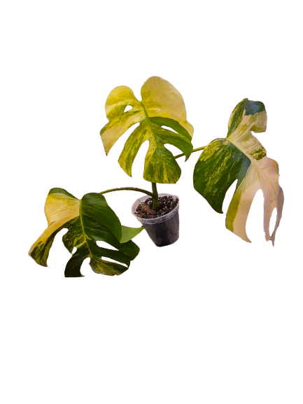 Monstera Aurea #05