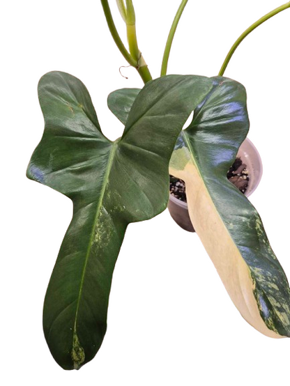 Philodendron 'Violin Variegated' #03