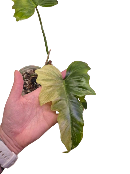 Philodendron 'Golden Dragon Mint' #03