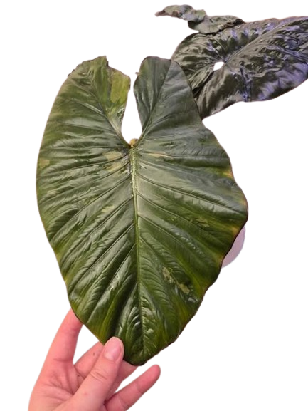 Alocasia Serendipity 'Low' Var. #02