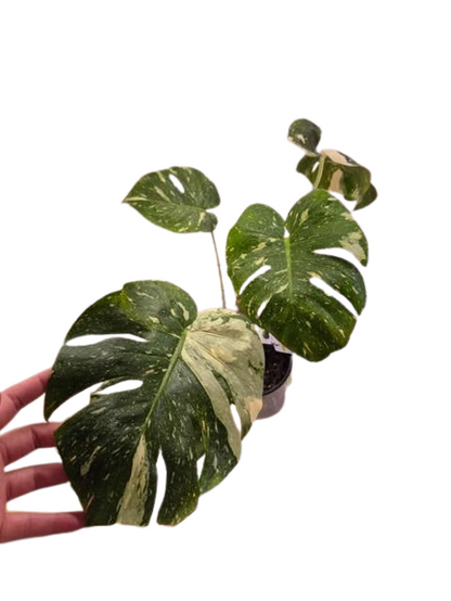 Monstera 'Thai Constellation' #14