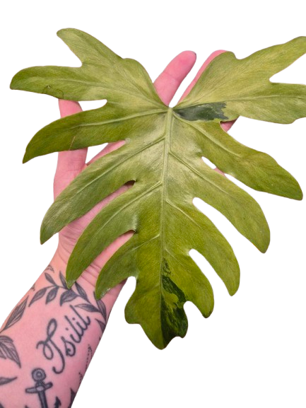 Philodendron 'Radiatum' Variegata #PRV01