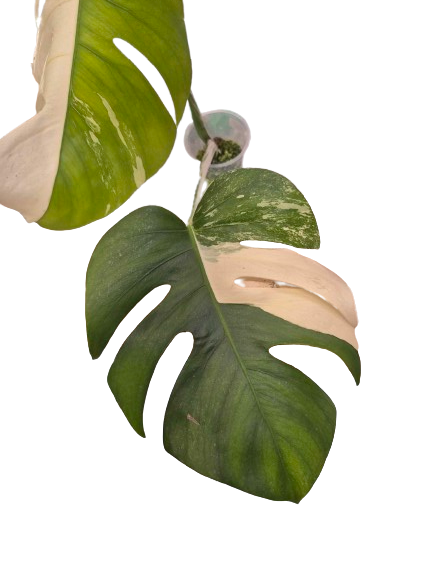 Monstera Albo #29