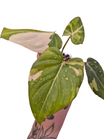 Philodendron 'Gloriosum' Variegated #02