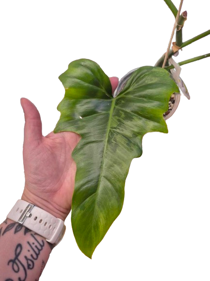 Philodendron 'Golden Dragon Mint' #03