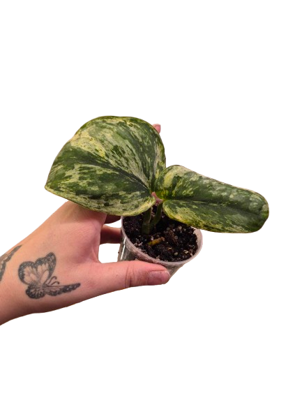 Scindapsus Exotica 'Hologram' #01