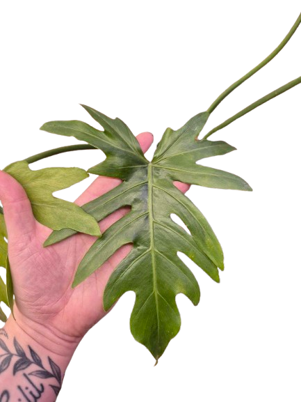 Philodendron 'Radiatum' Variegata #PRV01